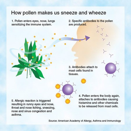 Understanding Eye Allergies - Namas